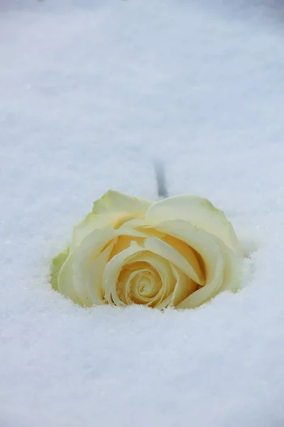 Rose blanche dans la neige — Photo