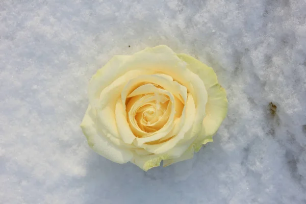 白雪中升起了白色的玫瑰 — 图库照片