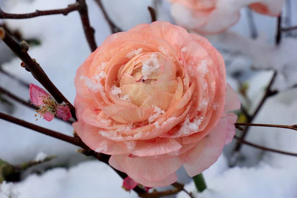 Розовая кармелия в снегу — стоковое фото