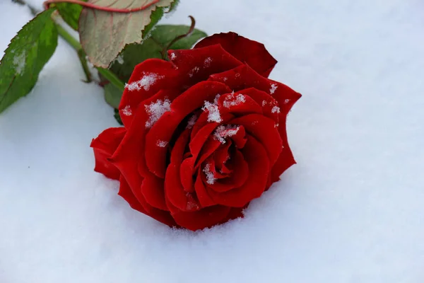 Rode roos in de sneeuw — Stockfoto