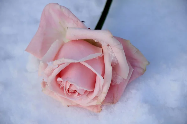 Rosa Rose im Schnee — Stockfoto