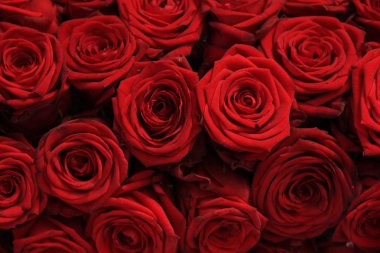 Büyük kırmızı gül