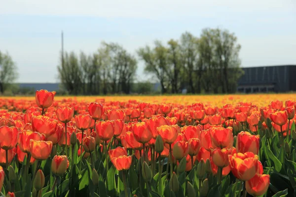 Gele en oranje tulpen — Stockfoto