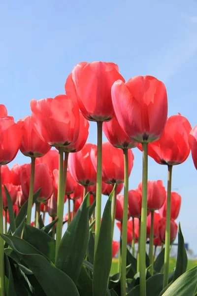 Duże różowe tulipany — Zdjęcie stockowe