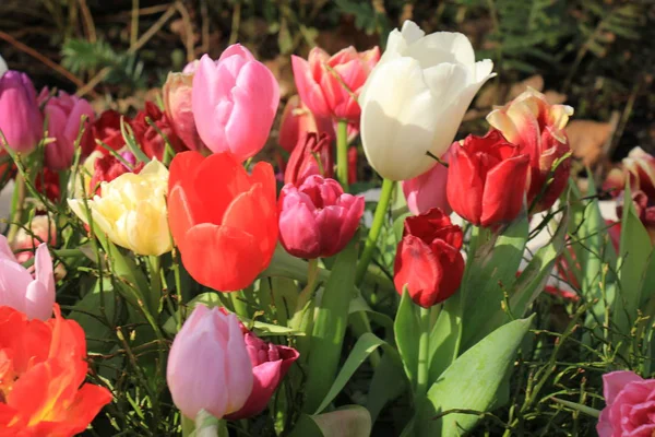 Veelkleurige tulpen in een veld — Stockfoto