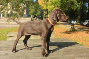 Alman shorthaired pointer yavru