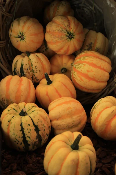 Różne Rodzaje Dyń Dekoracji Jesiennych — Zdjęcie stockowe