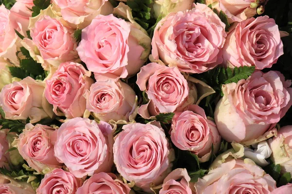 Gemischte rosa Rosen — Stockfoto
