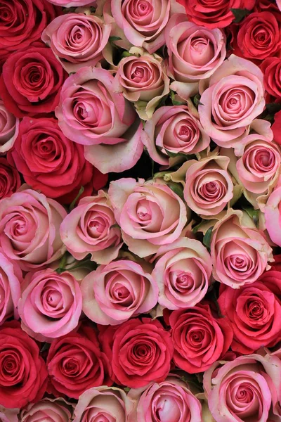 Gemischte rosa Rosen — Stockfoto