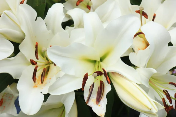 Big white lilies — Stock Photo, Image