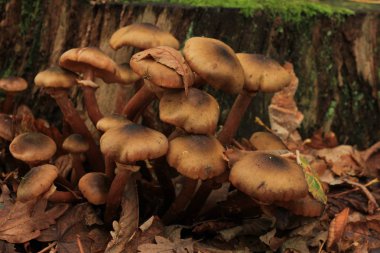 Bir sonbahar ormanda mantar