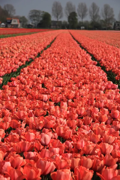 Tulipes roses dans un champ — Photo