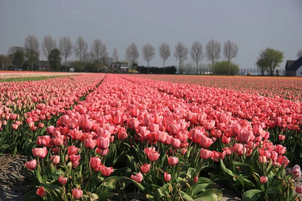 Campos da indústria de flores — Fotografia de Stock