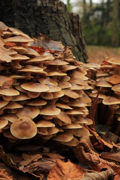 Cogumelos em uma floresta de queda — Fotografia de Stock