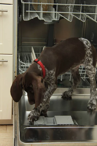 A Lavavajillas Perro — Foto de Stock