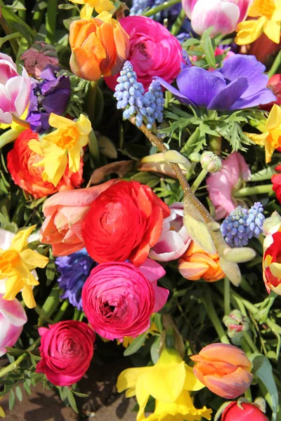 Ανοιξιάτικα λουλούδια σε έντονα χρώματα — Φωτογραφία Αρχείου
