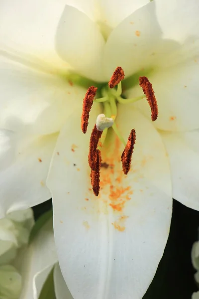 Velké bílé lilie — Stock fotografie