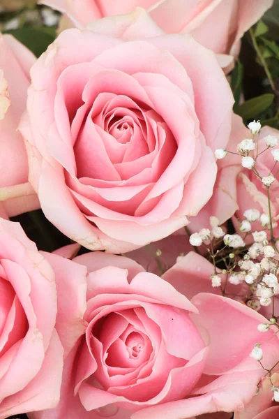 Große rosa Rosen — Stockfoto