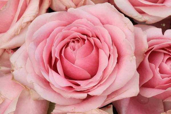 Rosas rosadas grandes — Foto de Stock