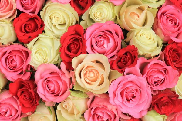 Rosa blandat bröllopet rosor — Stockfoto