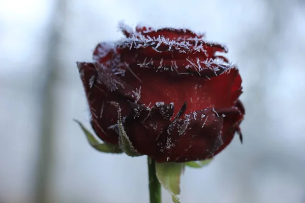 Červená růže a nádechem mráz — Stock fotografie