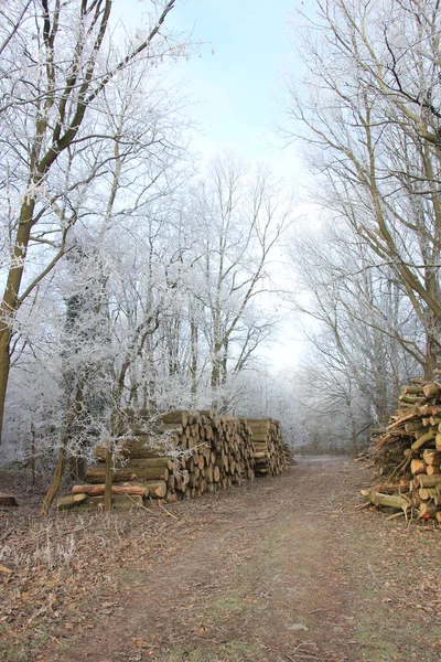 Gehakte brandhout in een forest — Stockfoto