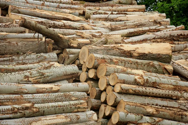 Chopped fuel wood in a forest