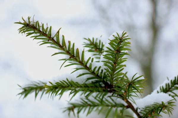Neve em um ramo de pinheiro — Fotografia de Stock