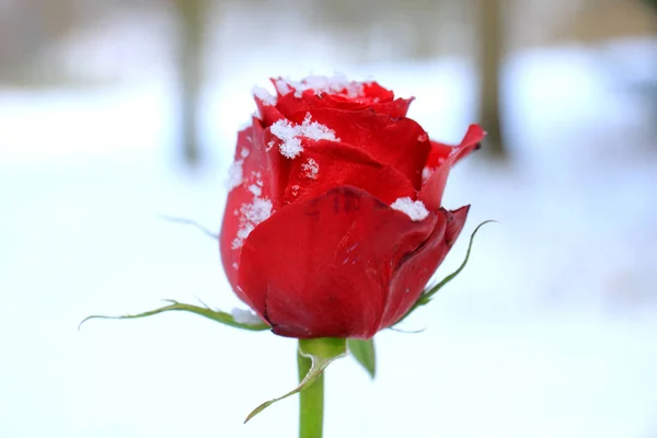 Röd ros i snön — Stockfoto