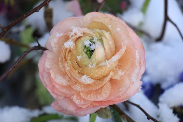 Růžový camellia ve sněhu — Stock fotografie