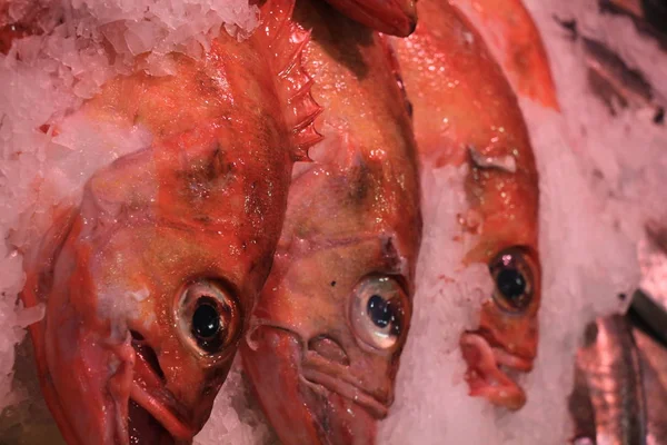 Свіжі морські риби на подрібненому льоду — стокове фото