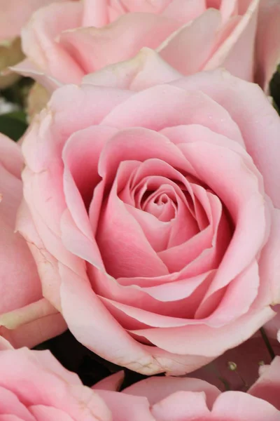 Große rosa Rosen — Stockfoto