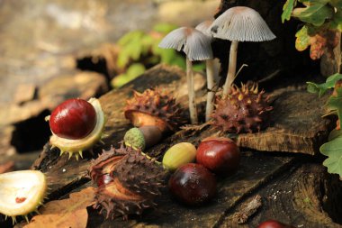 Sonbahar sakin bir hayat