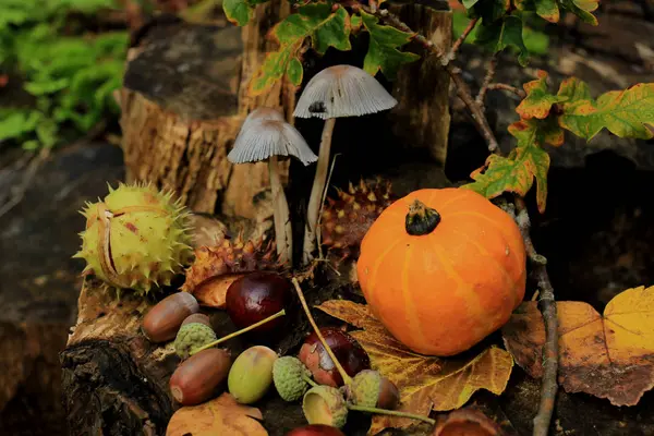 Sonbahar sakin bir hayat