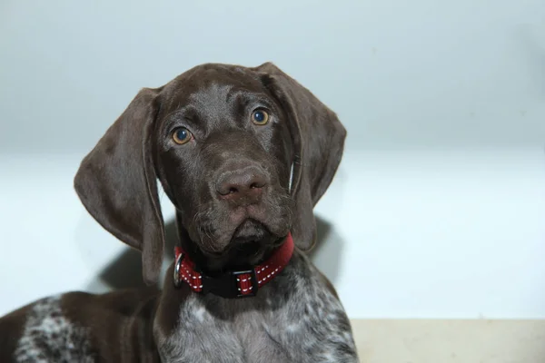 German Shorthaired Pointer puppy — Stock Photo, Image