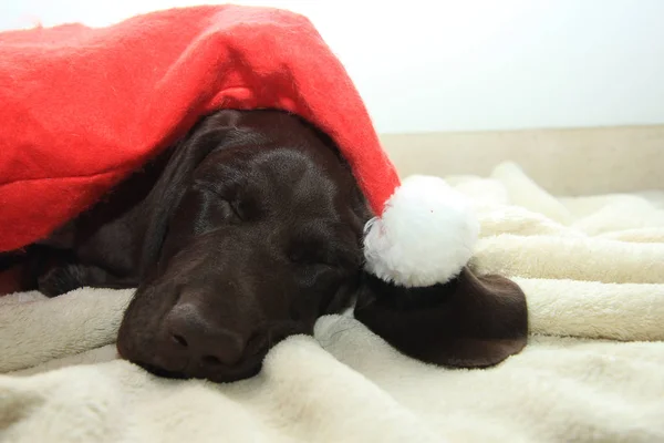 Noel işaretçi köpek yavrusu — Stok fotoğraf