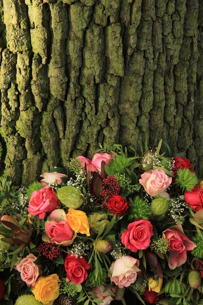 Corona de simpatía cerca de un árbol — Foto de Stock