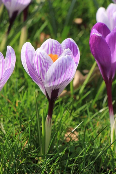 Krokussen in een veld — Stockfoto