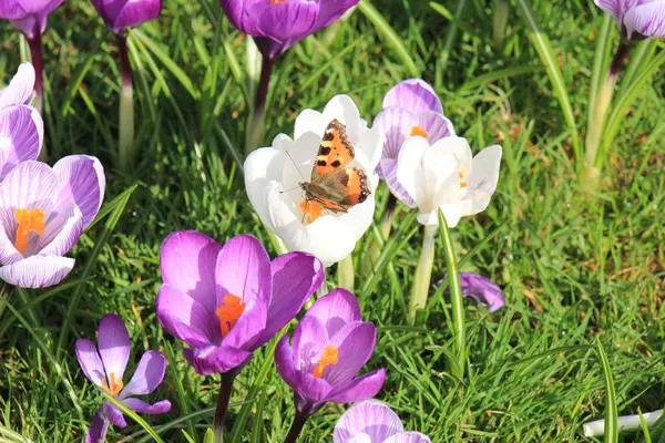 Liten sköldpadd fjäril på en krokus — Stockfoto