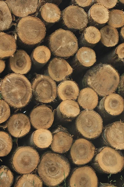 Chopped fuel wood in a forest — Stock Photo, Image