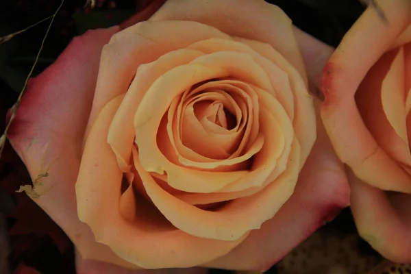 Grandes rosas de boda rosa — Foto de Stock