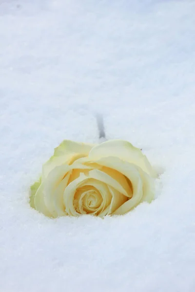 白雪中升起了白色的玫瑰 — 图库照片
