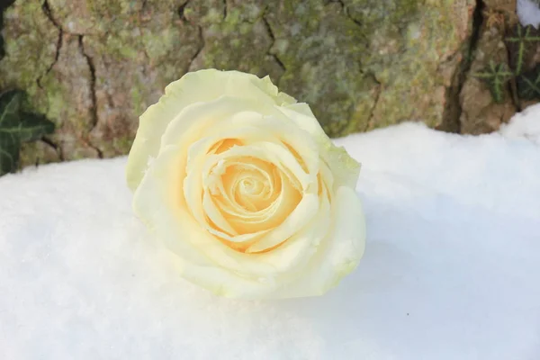Rosa blanca en la nieve —  Fotos de Stock