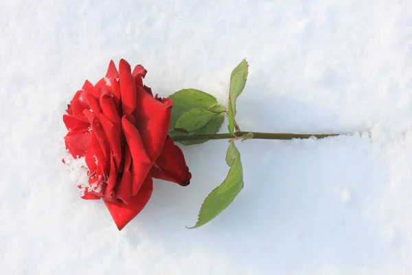 Czerwona róża w śniegu — Zdjęcie stockowe