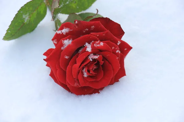Rode roos in de sneeuw — Stockfoto