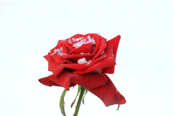 雪地里的红玫瑰 — 图库照片