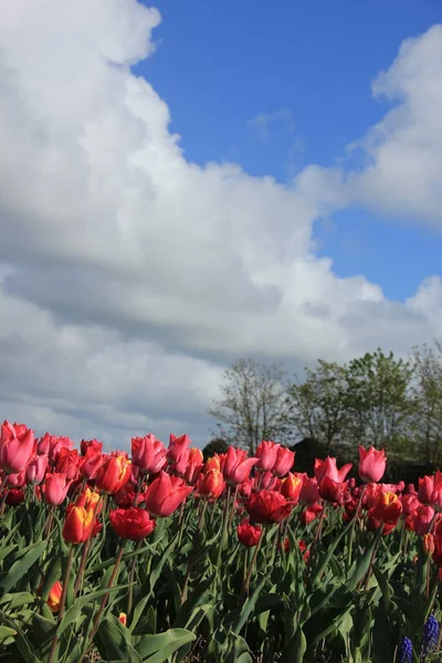 Tulipas vermelhas e rosa em um campo — Fotografia de Stock