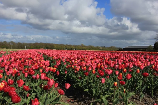 Tulipanes en un campo —  Fotos de Stock