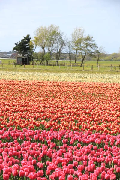 Tulpen in een veld — Stockfoto