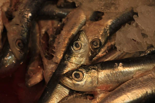 Verse sardines op crushed ijs — Stockfoto